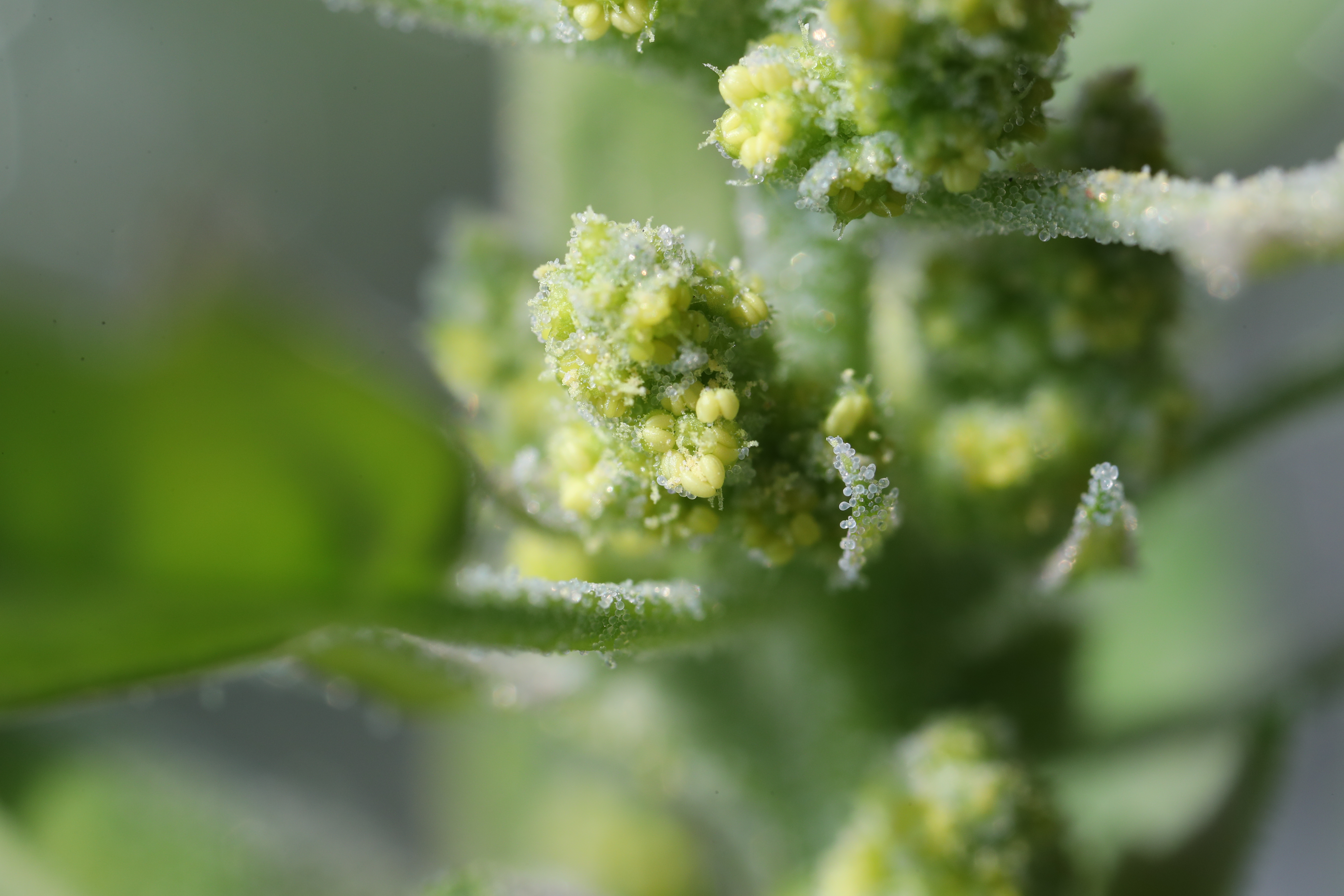 授粉的藜麦花