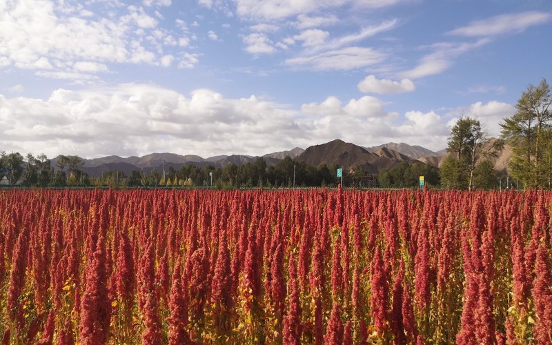JQ-100 quinoa field in Qinghai