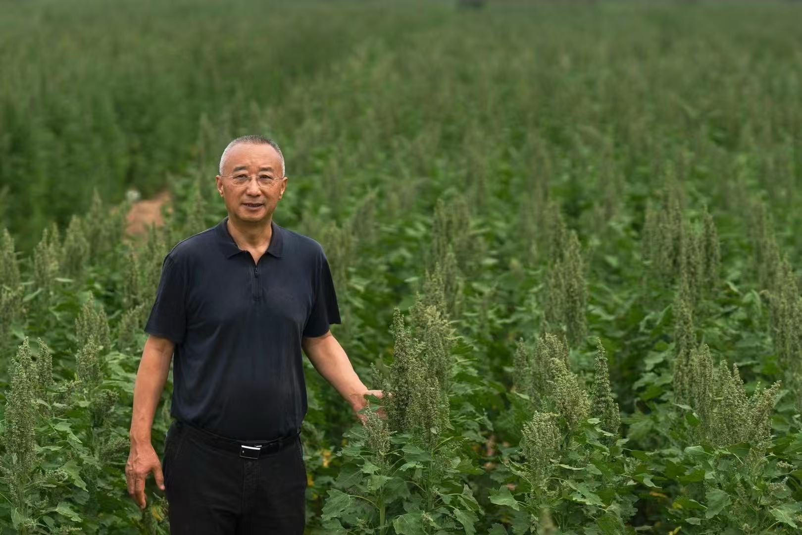 稼祺创始人武祥云在藜麦试验田