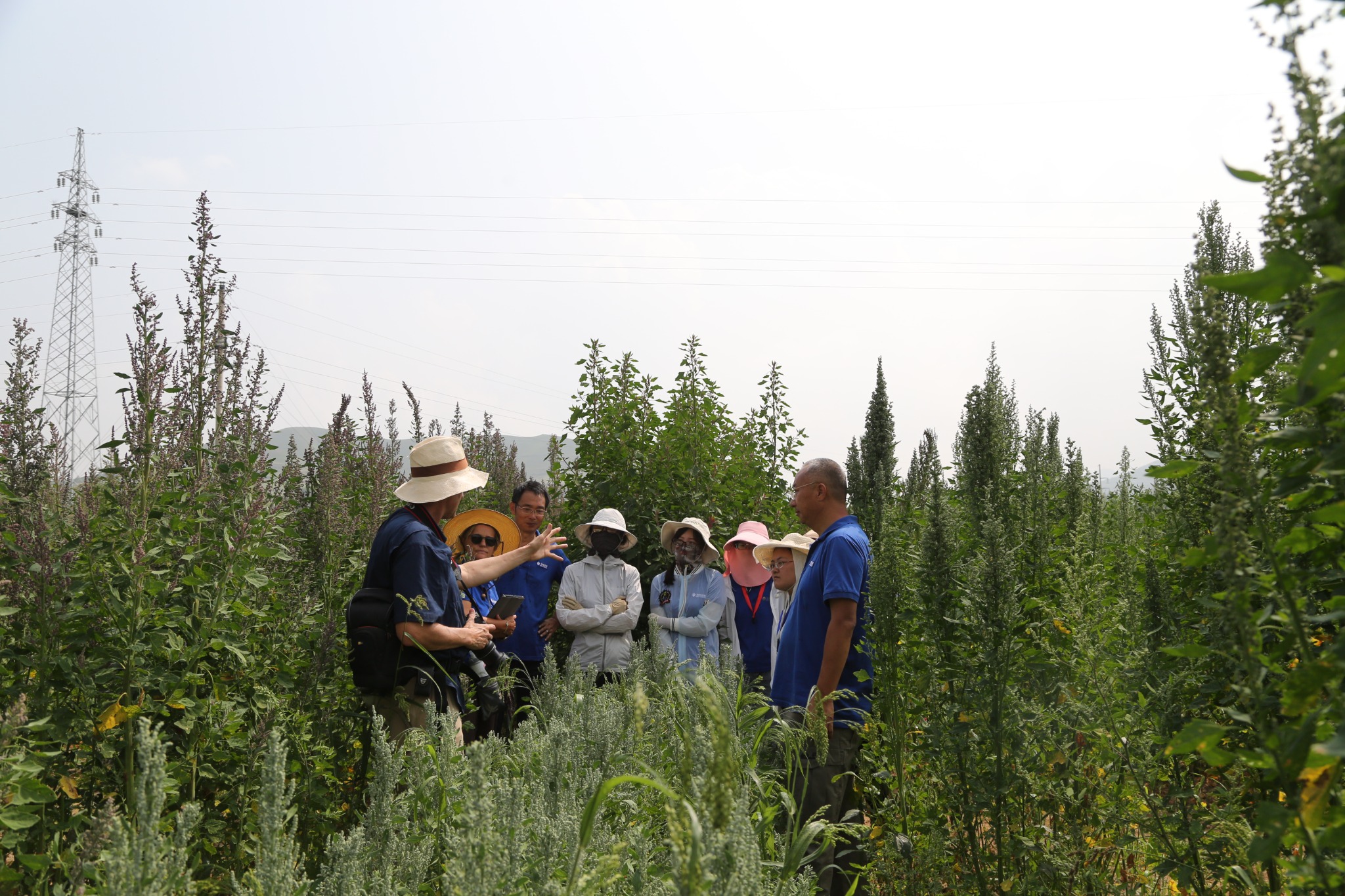 International quinoa phenotyping research collaboration